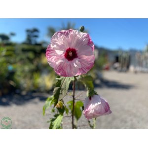 Ibištek bahenný (Hibiscus moscheutos) ´SUMMERIFIC-CHERRY CHEESECAKE´® - výška 40-60 cm, kont. C5L